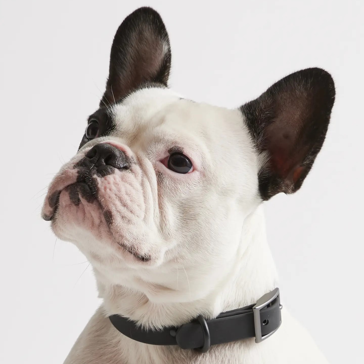 Flex-Poly Dog Collar